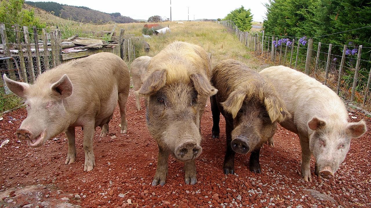 Okinawa - Pigs