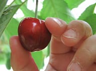 cherry-picking