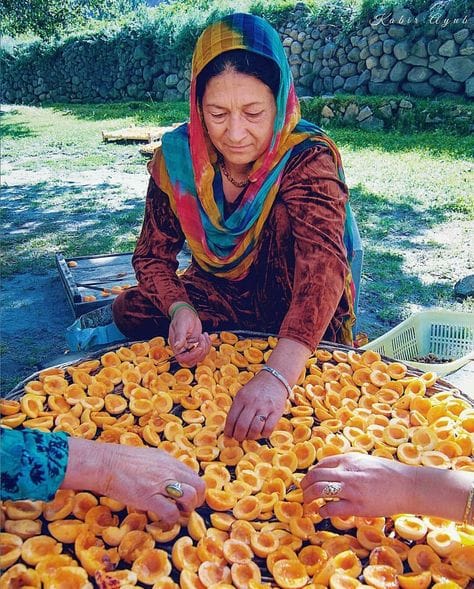 Hunza - Séchage d'abricots à Gojal, vallée de la Hunza