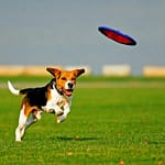Frisbee et chien